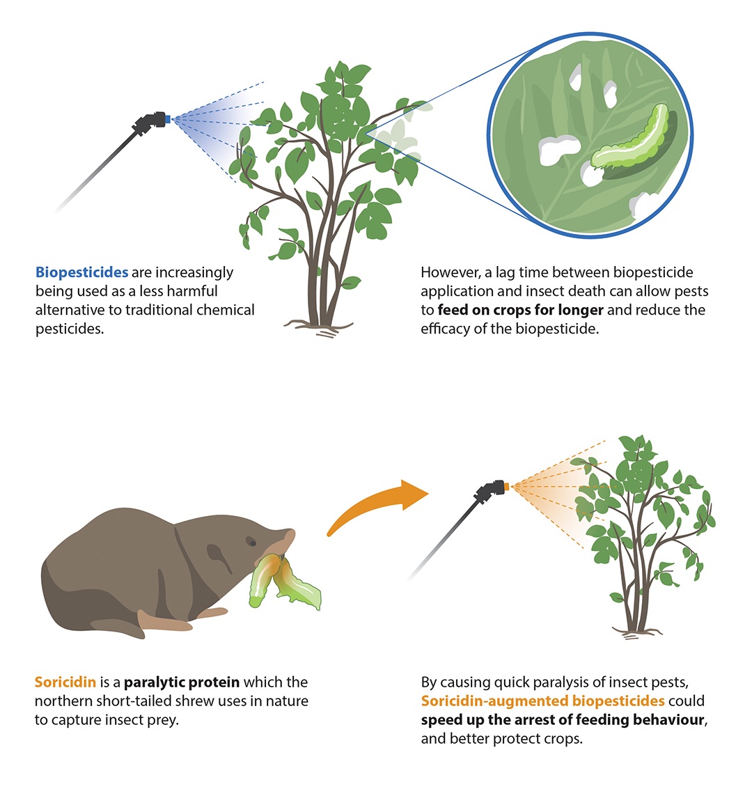 Shrew Pesticides